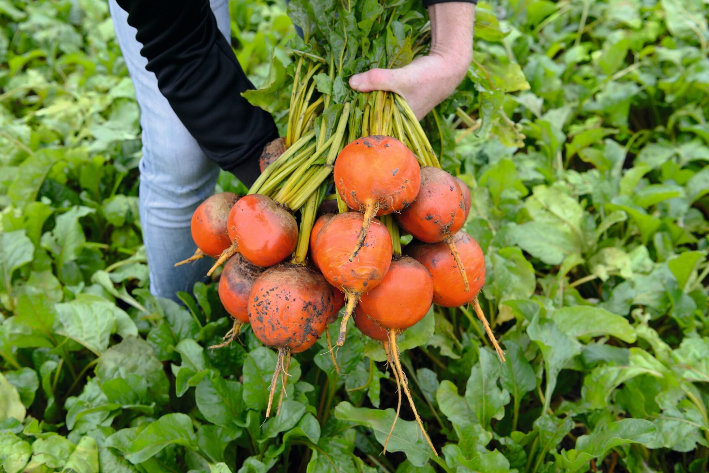 Amarelly Beet (Not Treated) - Image 2