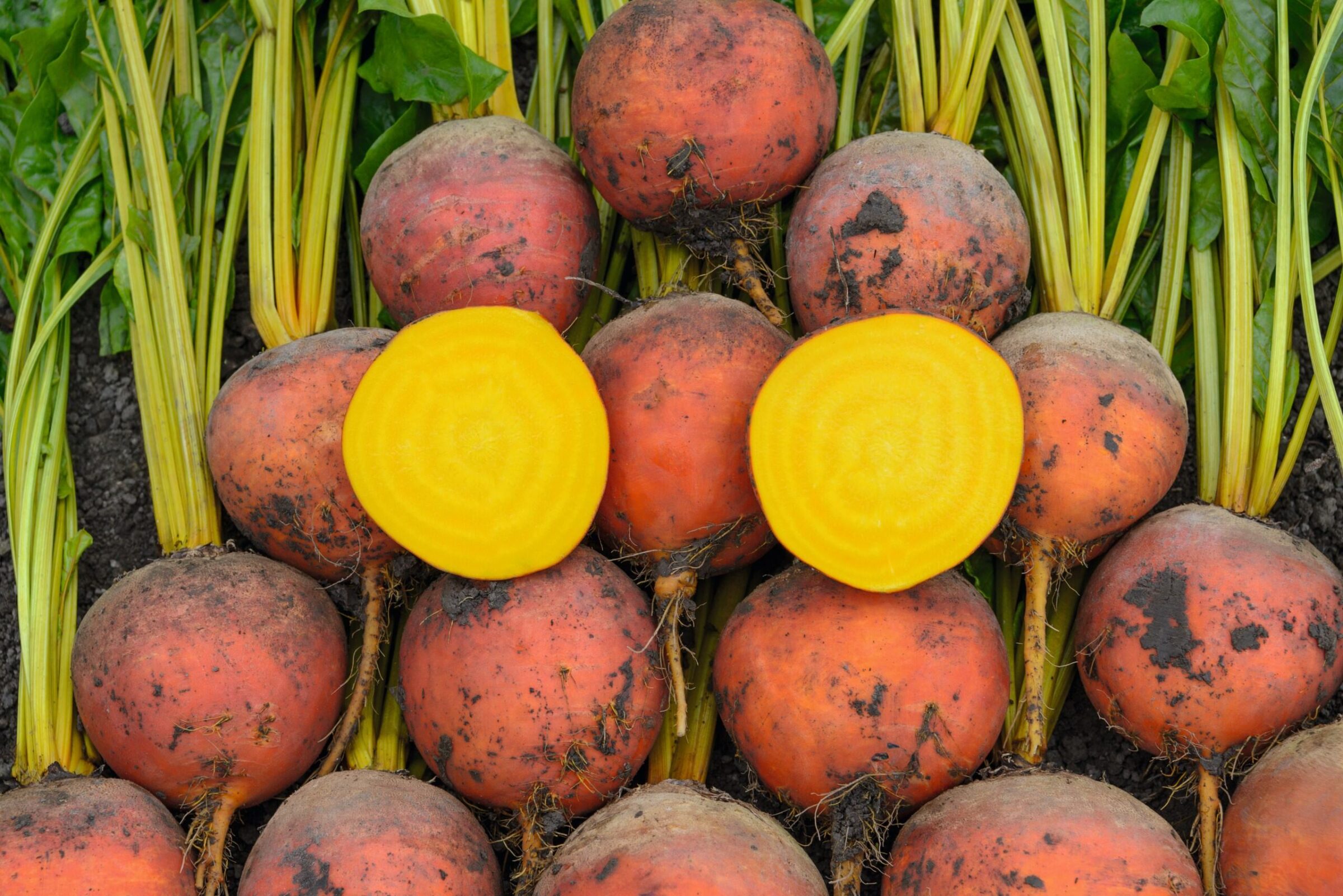 Amarelly Beet (Not Treated)