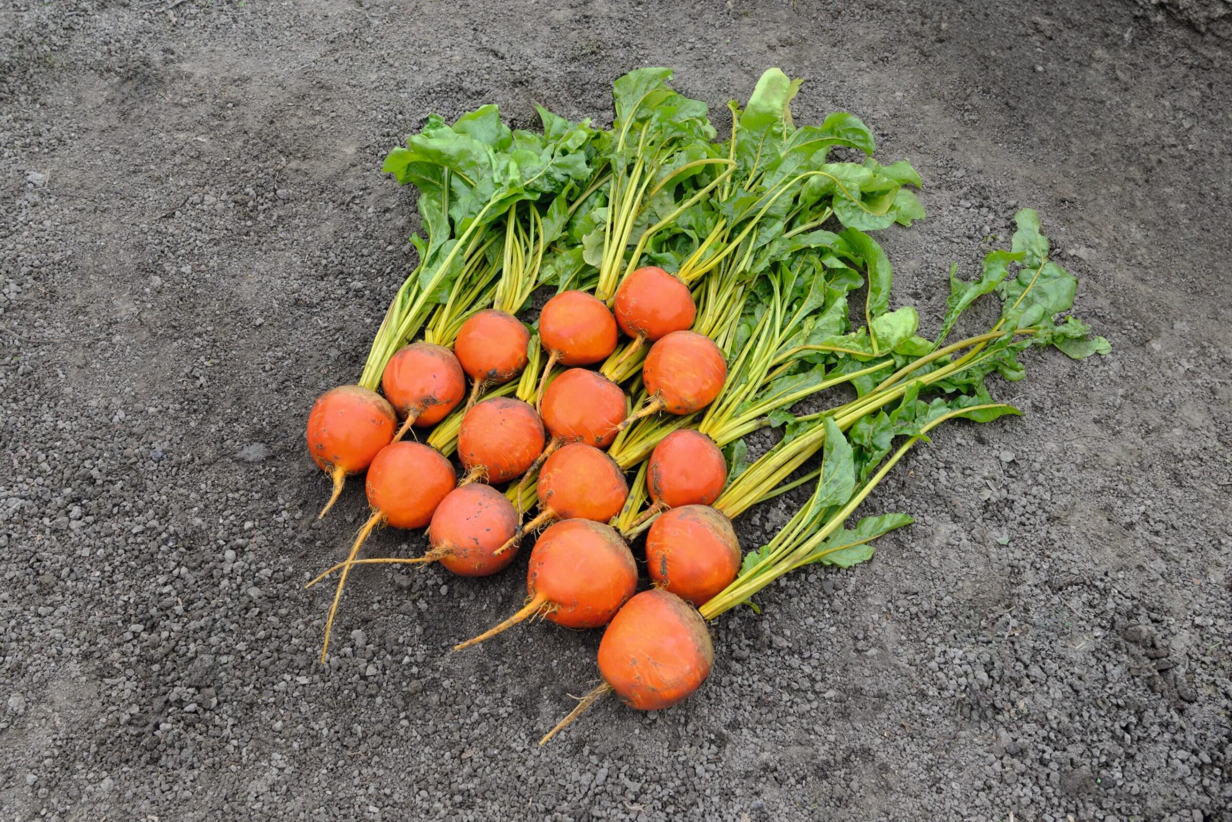 Amarelly Beet (Not Treated) - Image 3