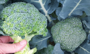 Commonwealth Broccoli (Not Treated)