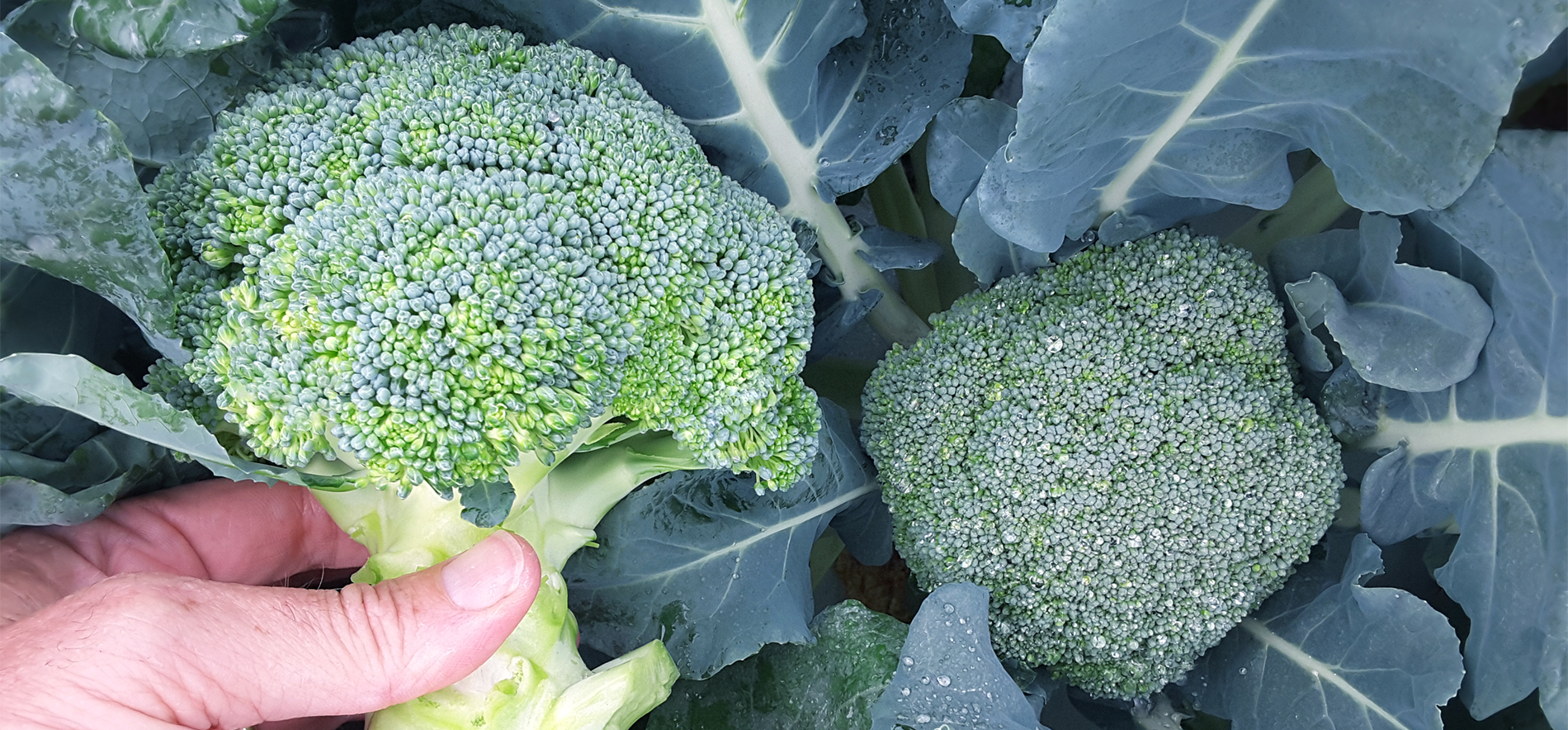 Commonwealth Broccoli (Treated Seed)