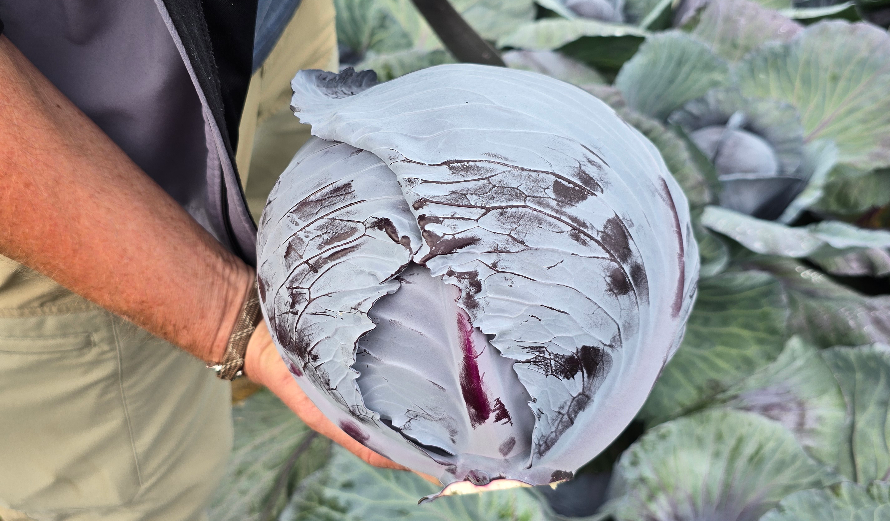 Resima RZ F1 Cabbage (Treated Seed) - Image 2