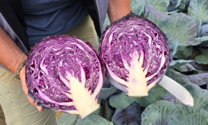 Resima RZ F1 Cabbage (Treated Seed)