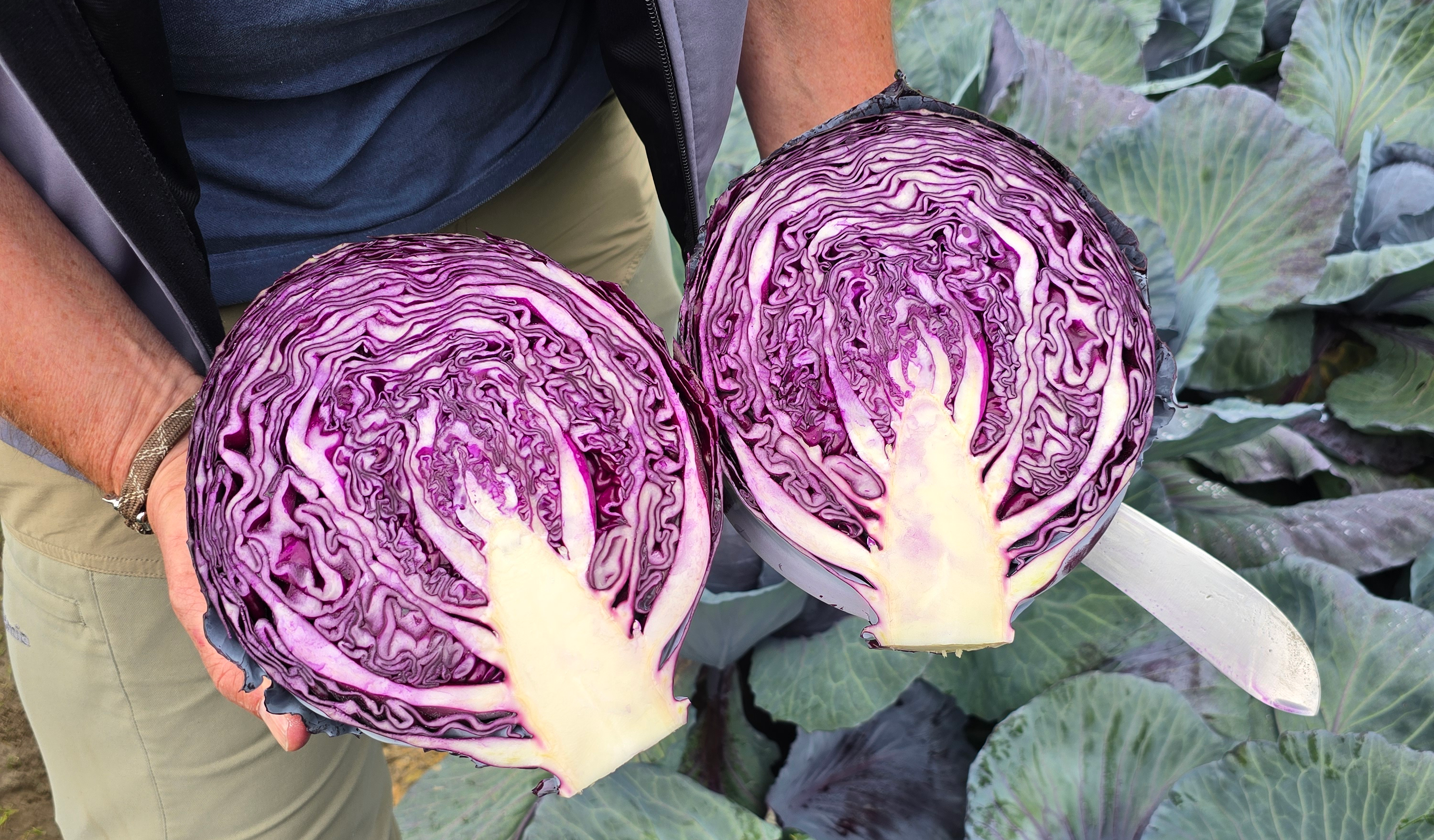 Resima RZ F1 Cabbage (Treated Seed)