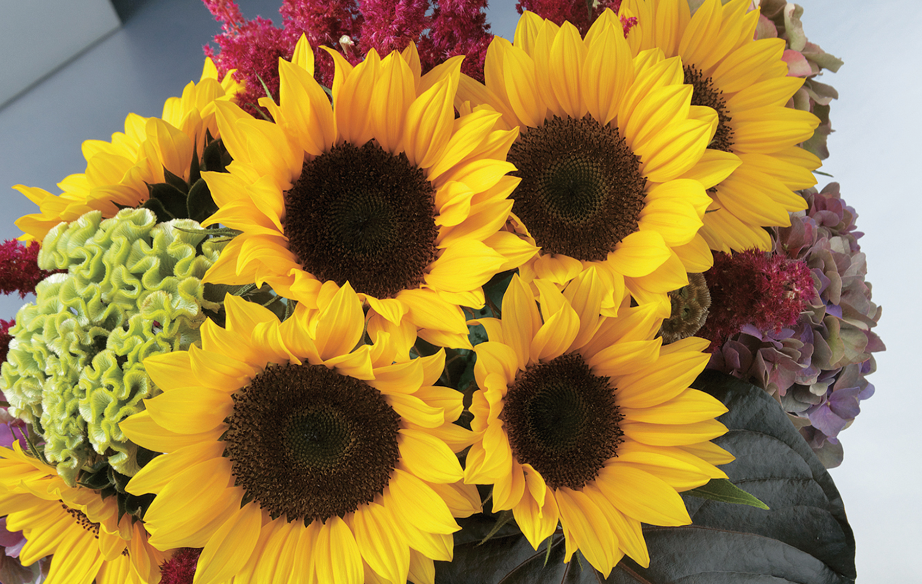 Sunrich Orange DMR Sunflower (Not Treated)
