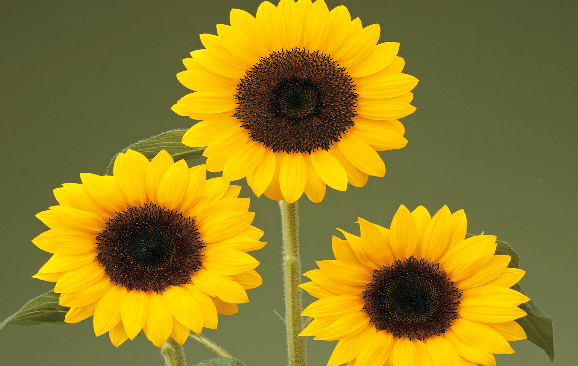Sunrich Orange DMR Sunflower (Not Treated) - Image 2