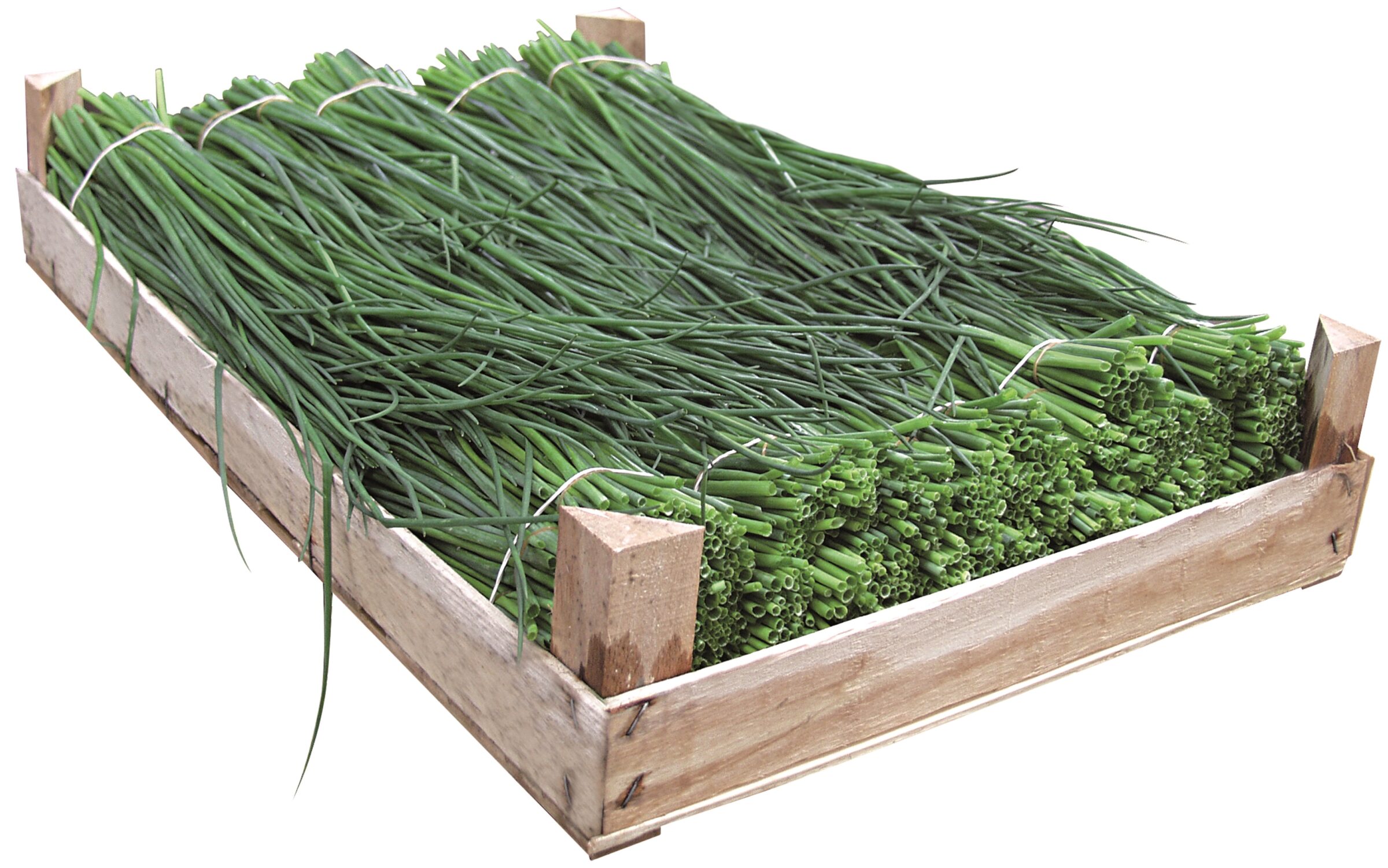 Polyvert Chives (Not Treated) - Image 2