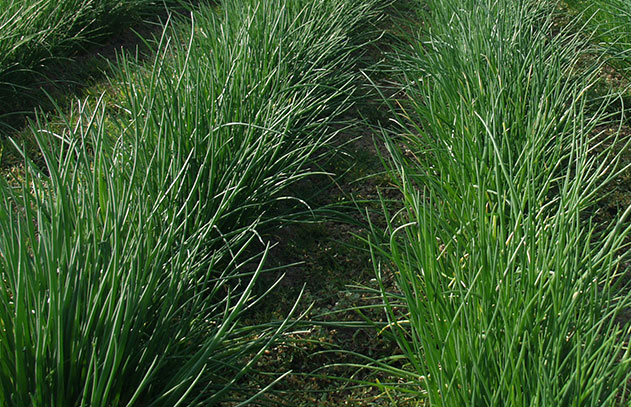 Polyvert Chives (Not Treated)