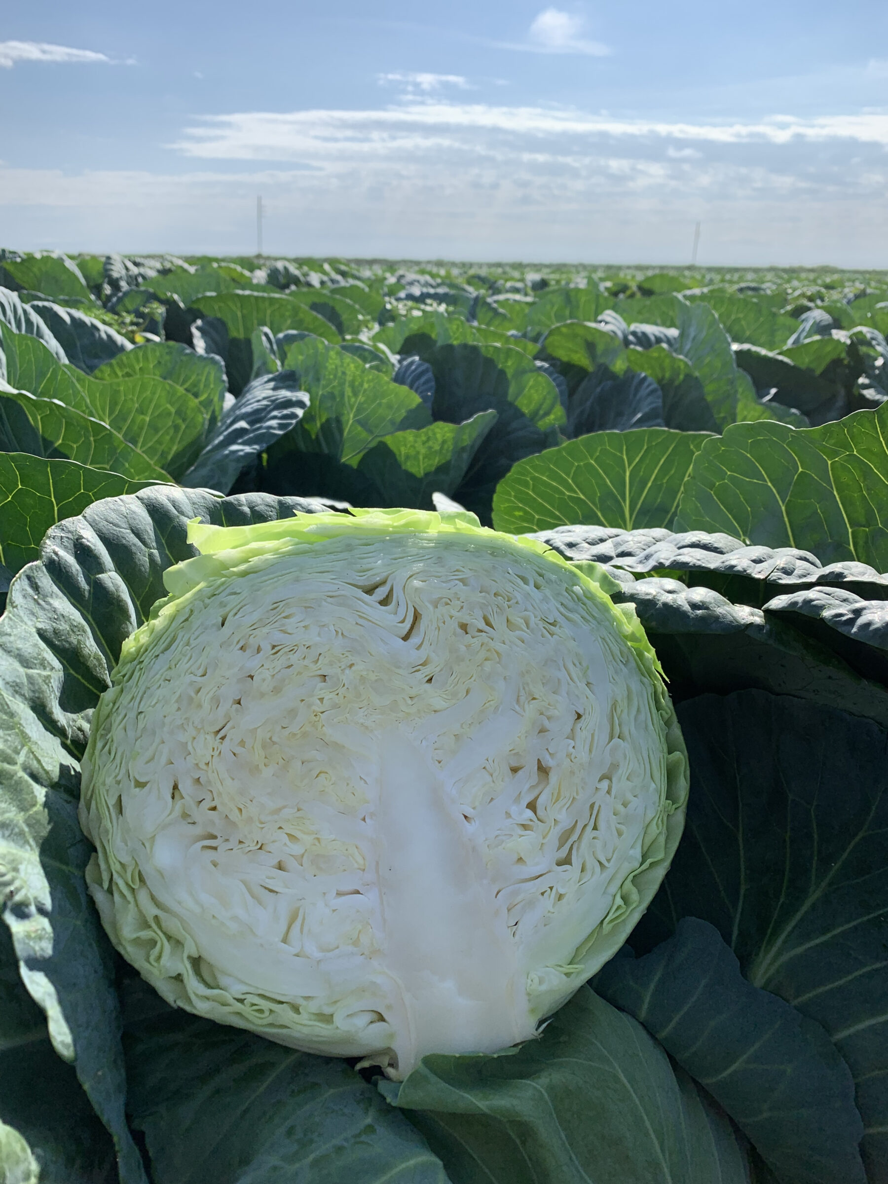Osceola Cabbage (Not Treated) - Image 2