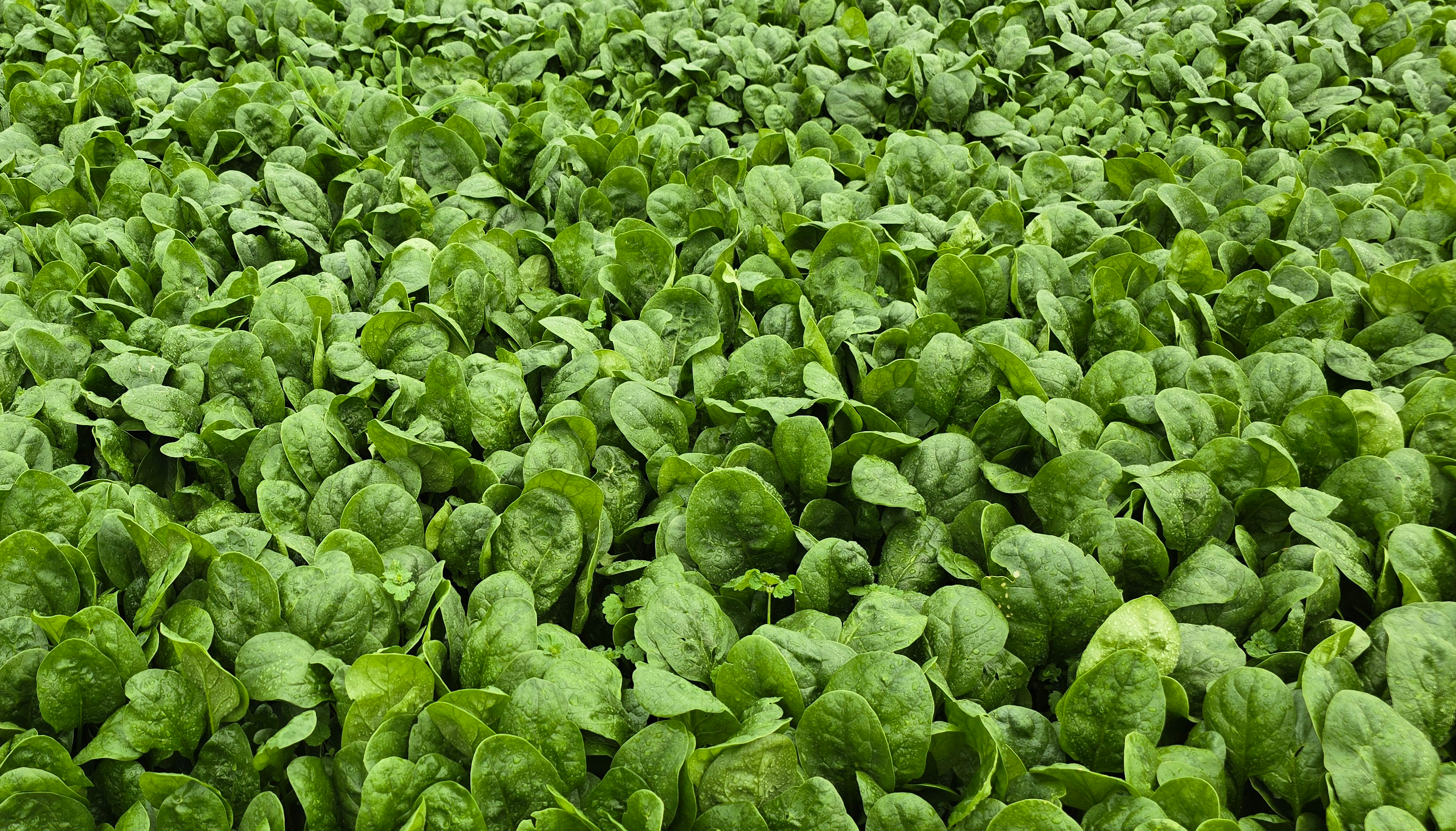 Jeep F1 Spinach (Not Treated)