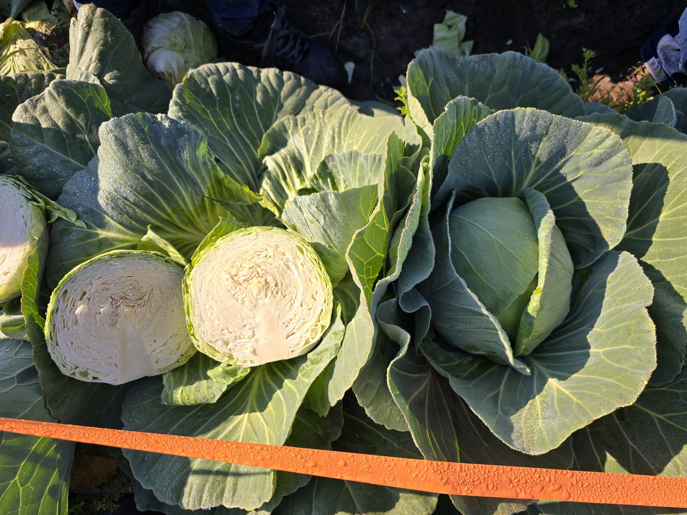 Osceola Cabbage (Not Treated)