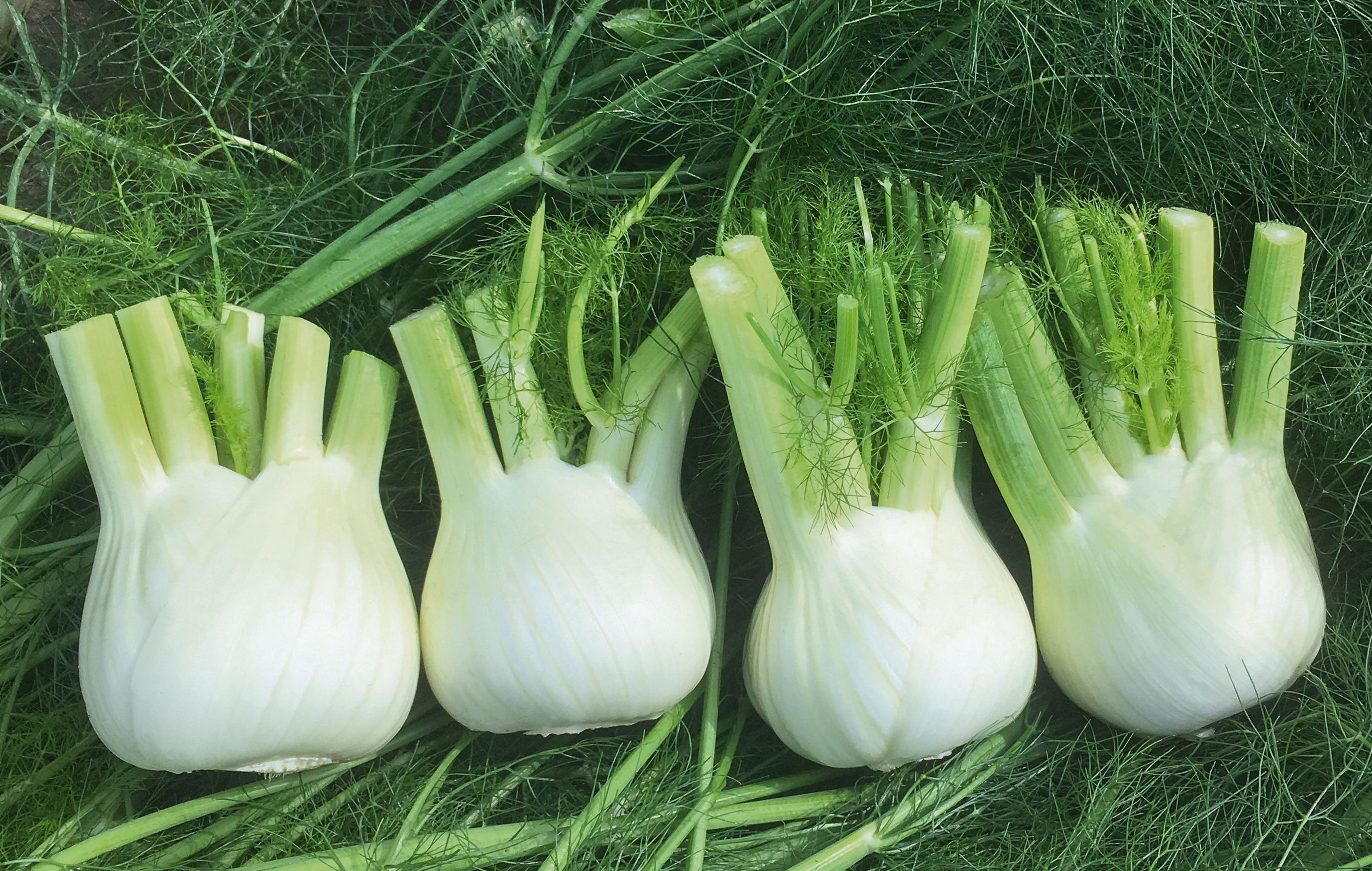 Fennel Velino (Not Treated) - Image 2