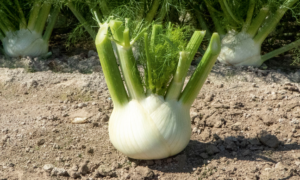 Fennel Velino (Not Treated)