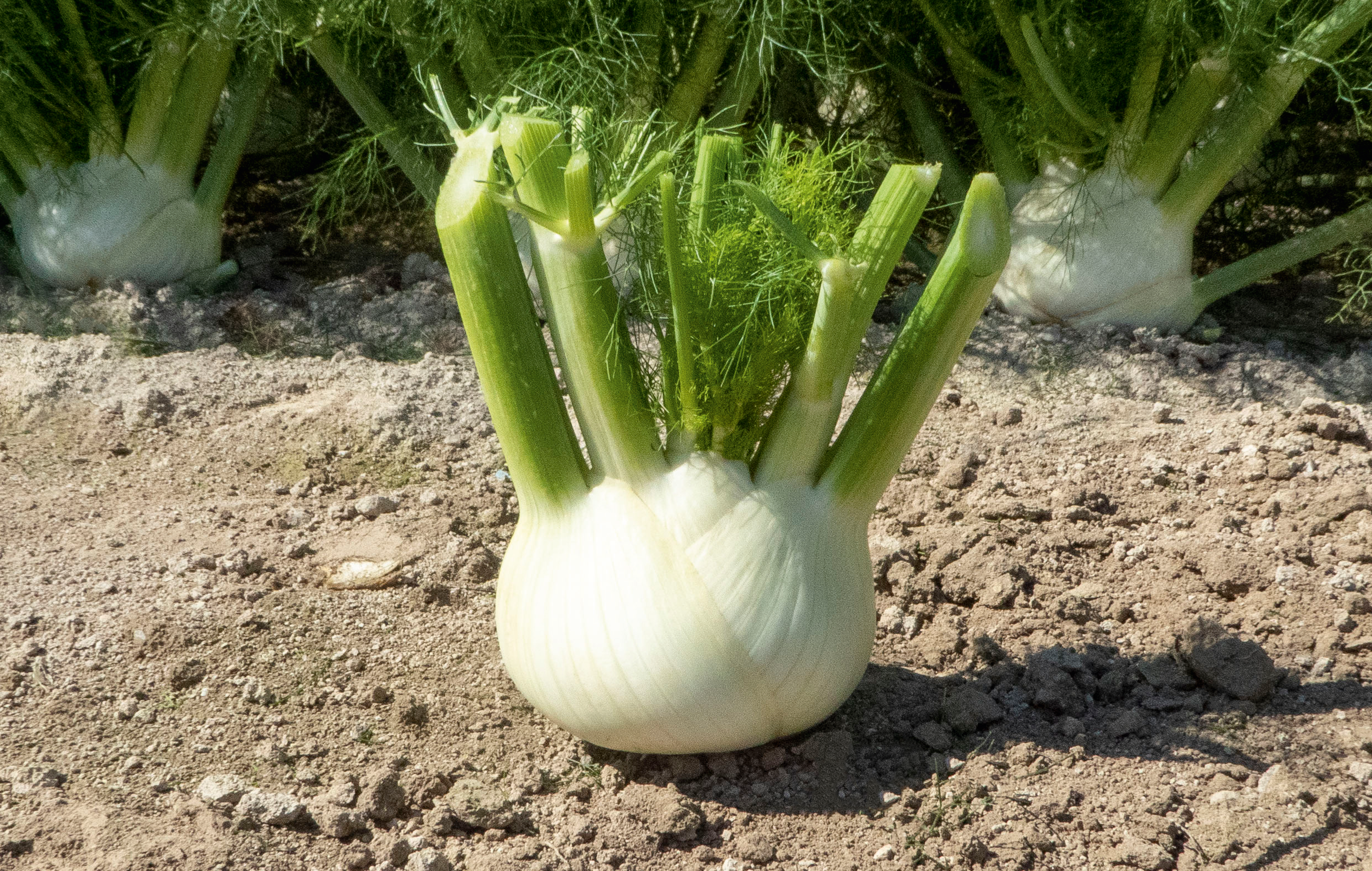 Fennel Velino (Not Treated)