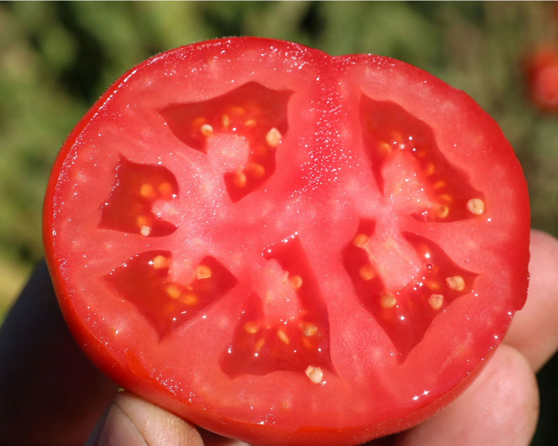 Early Girl Plus Tomato (Not Treated)