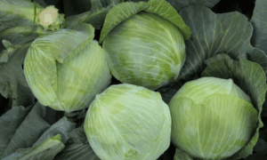 Mohawk Cabbage (Treated Seed)