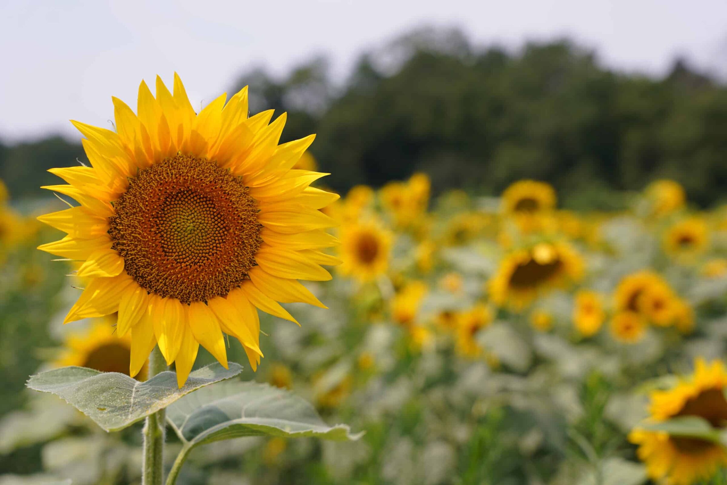 Peredovik Sunflower (Not Treated)
