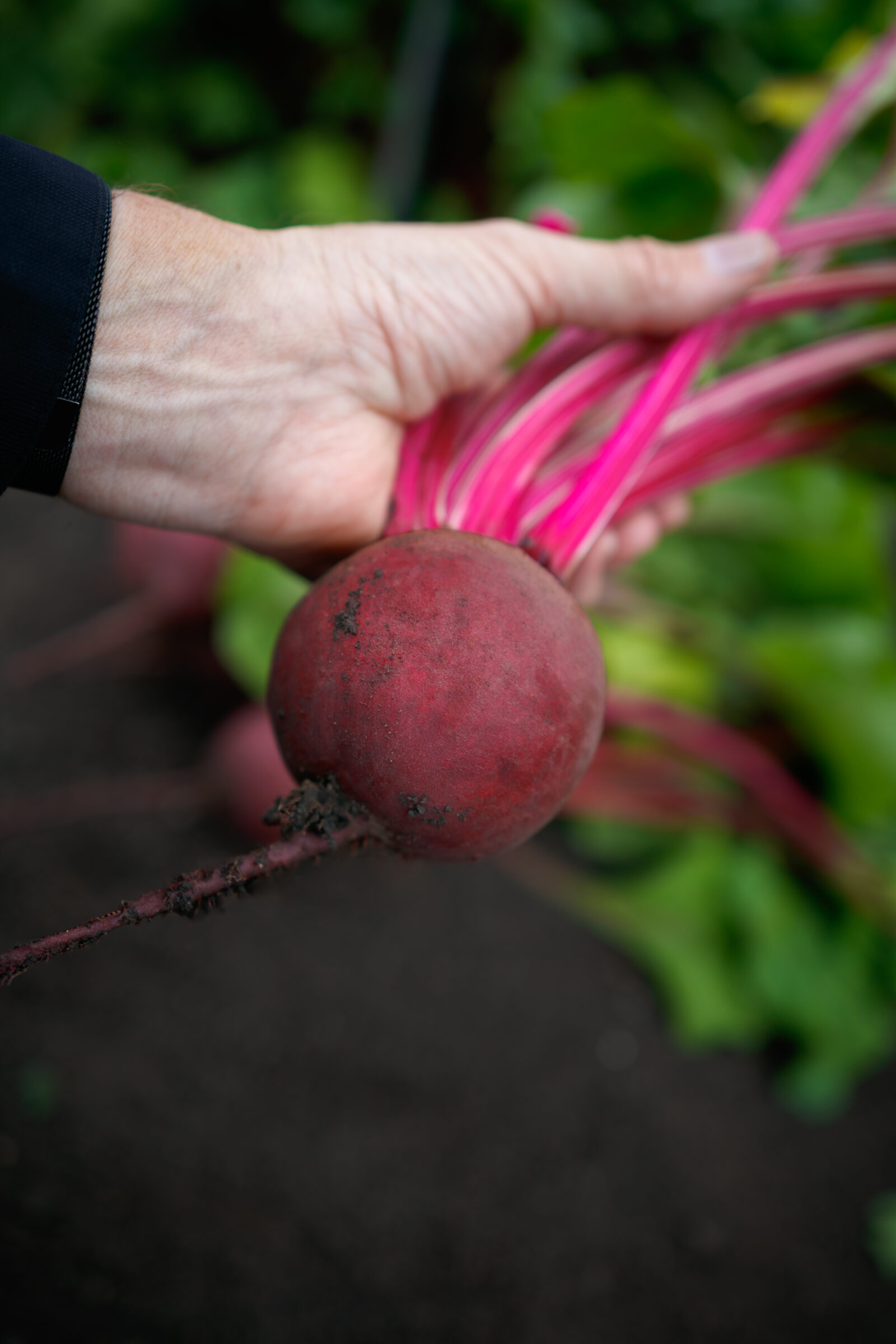 Gemini Beet (Not Treated)