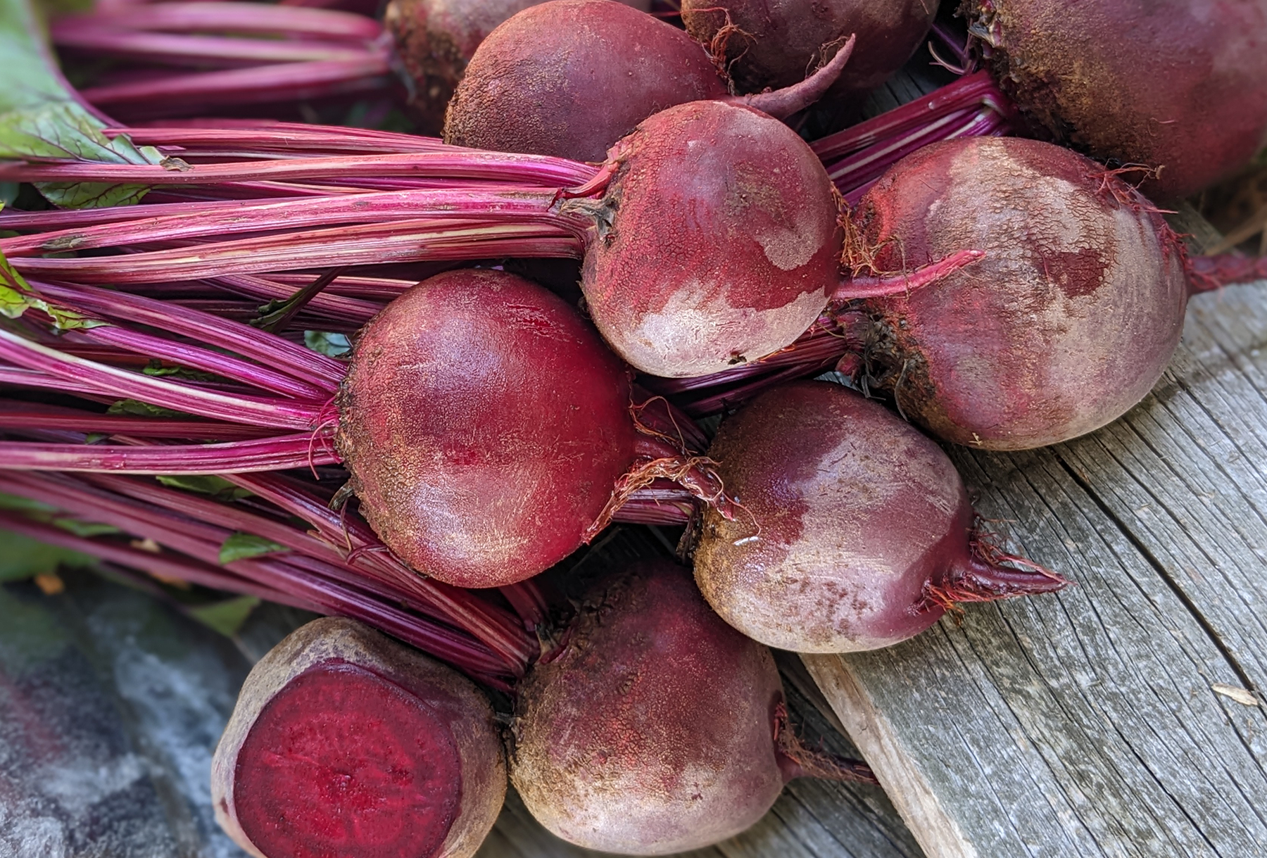 Shrute F1 Beet (Not Treated)