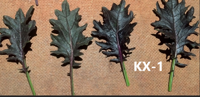 Kale KX-1 (Not Treated) - Image 4
