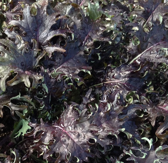 Kale KX-1 (Not Treated)