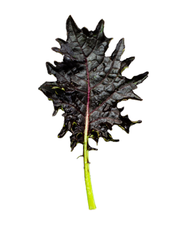 Kale KX-1 (Not Treated) - Image 3