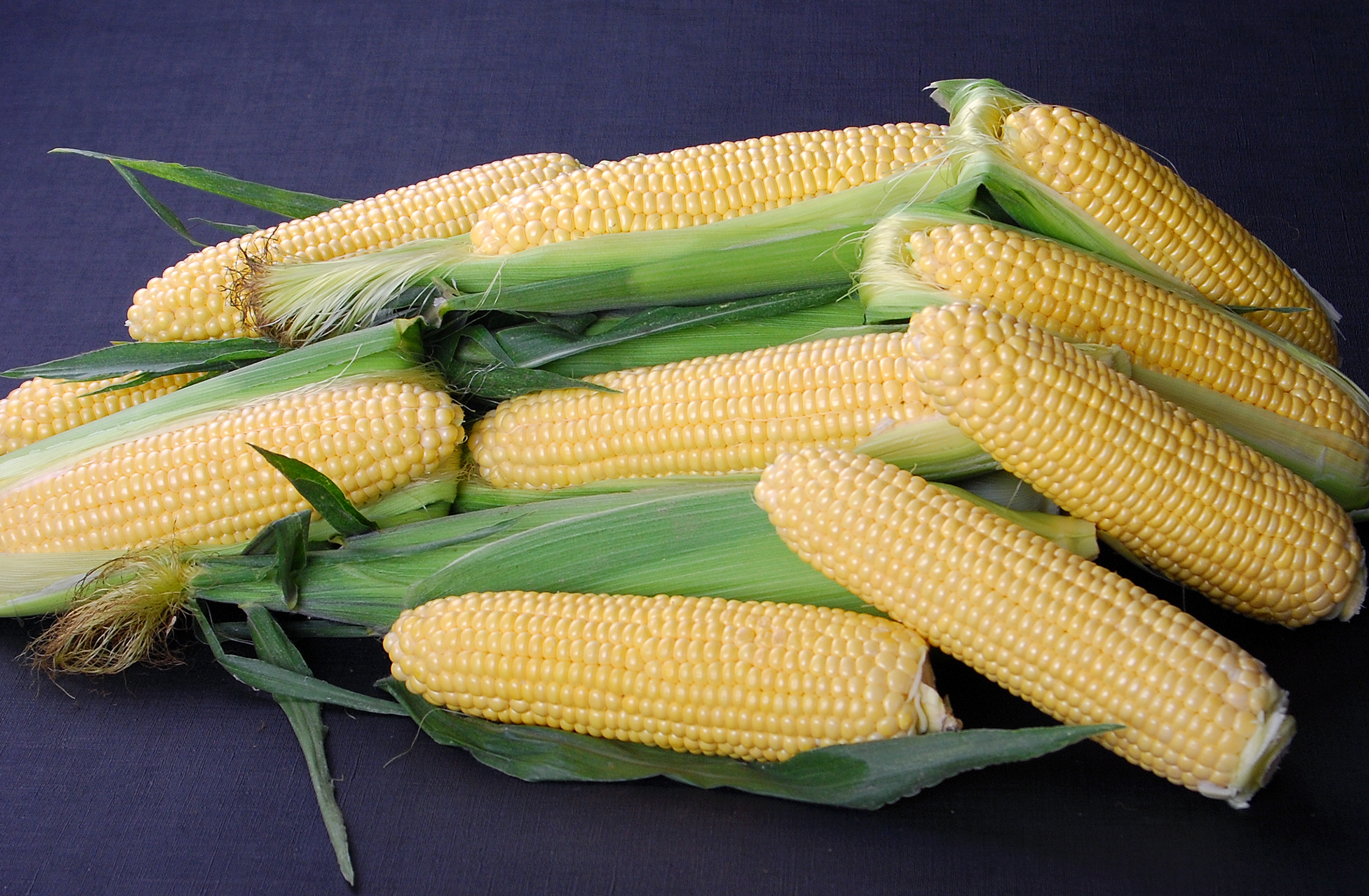 Golden Halo Sweet Corn (Cruiser Treated)