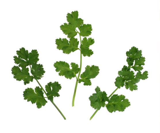 Cilantro Bolero (Not Treated)