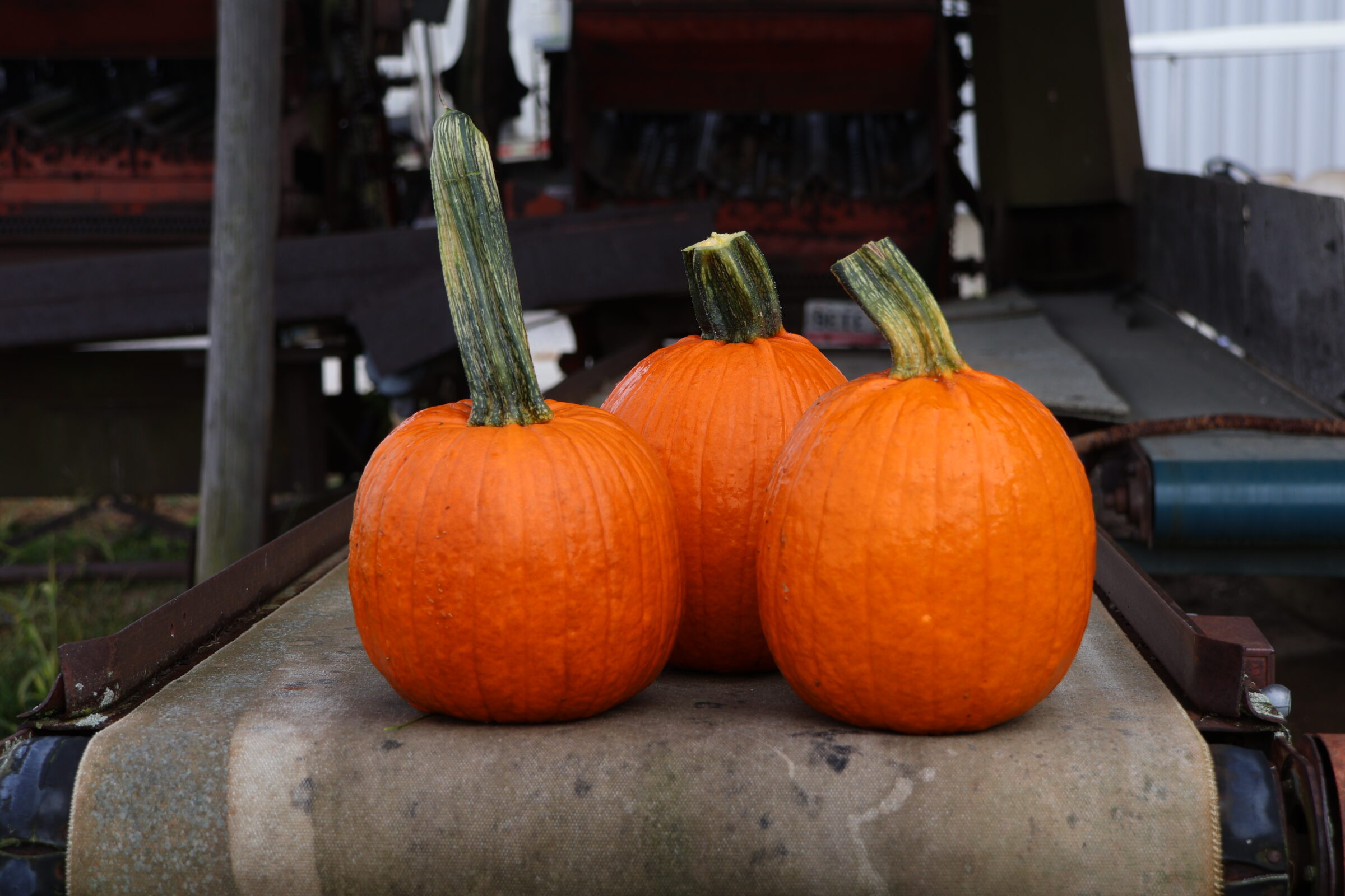 Fort Knox Pumpkin (Farmore)