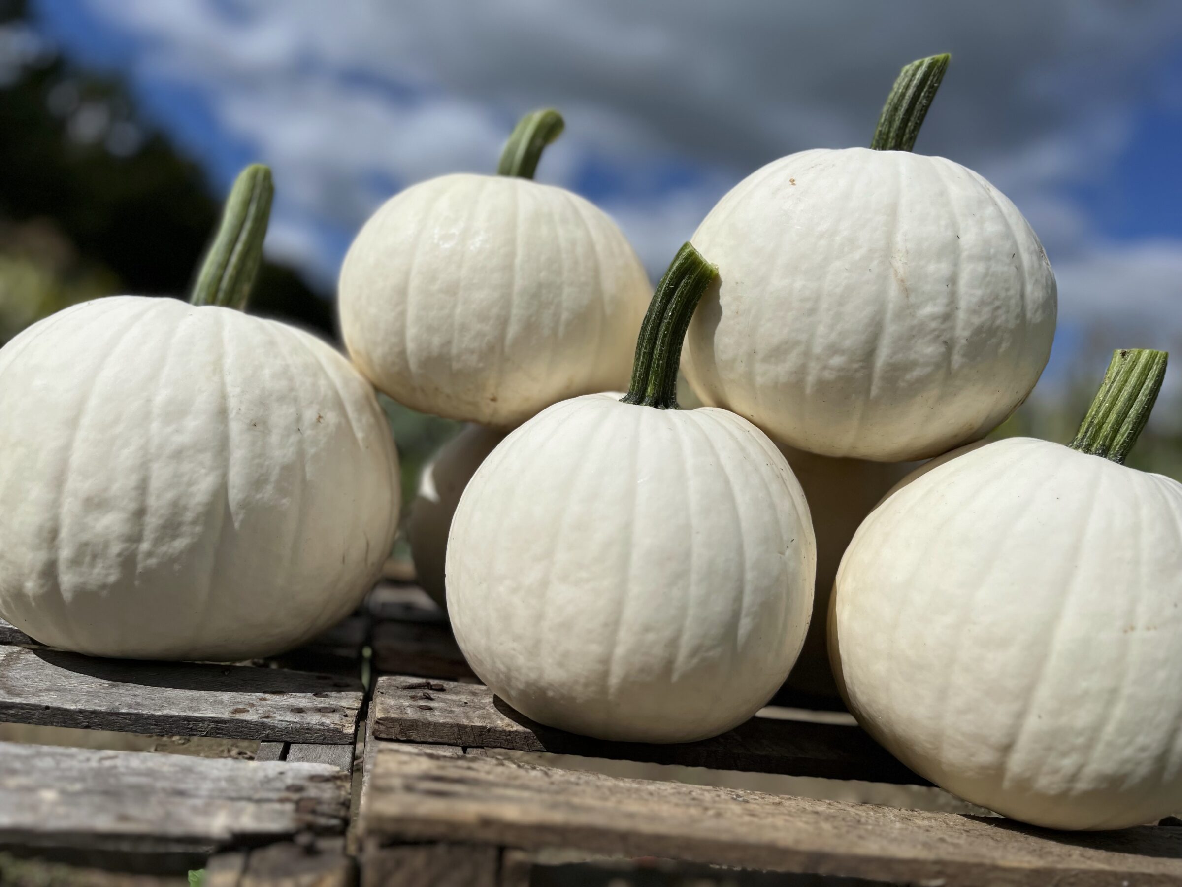 Ghost Town Pumpkin (Farmore)