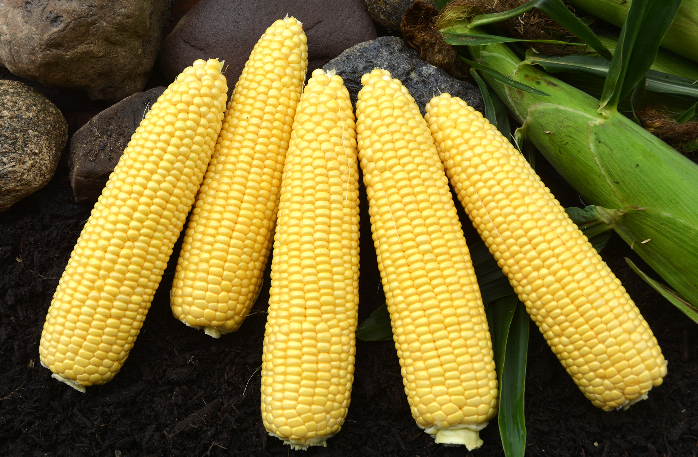 Independence Sweet Corn (Cruiser Treated)