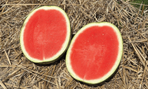 Lil-Cap Watermelon (Farmore)
