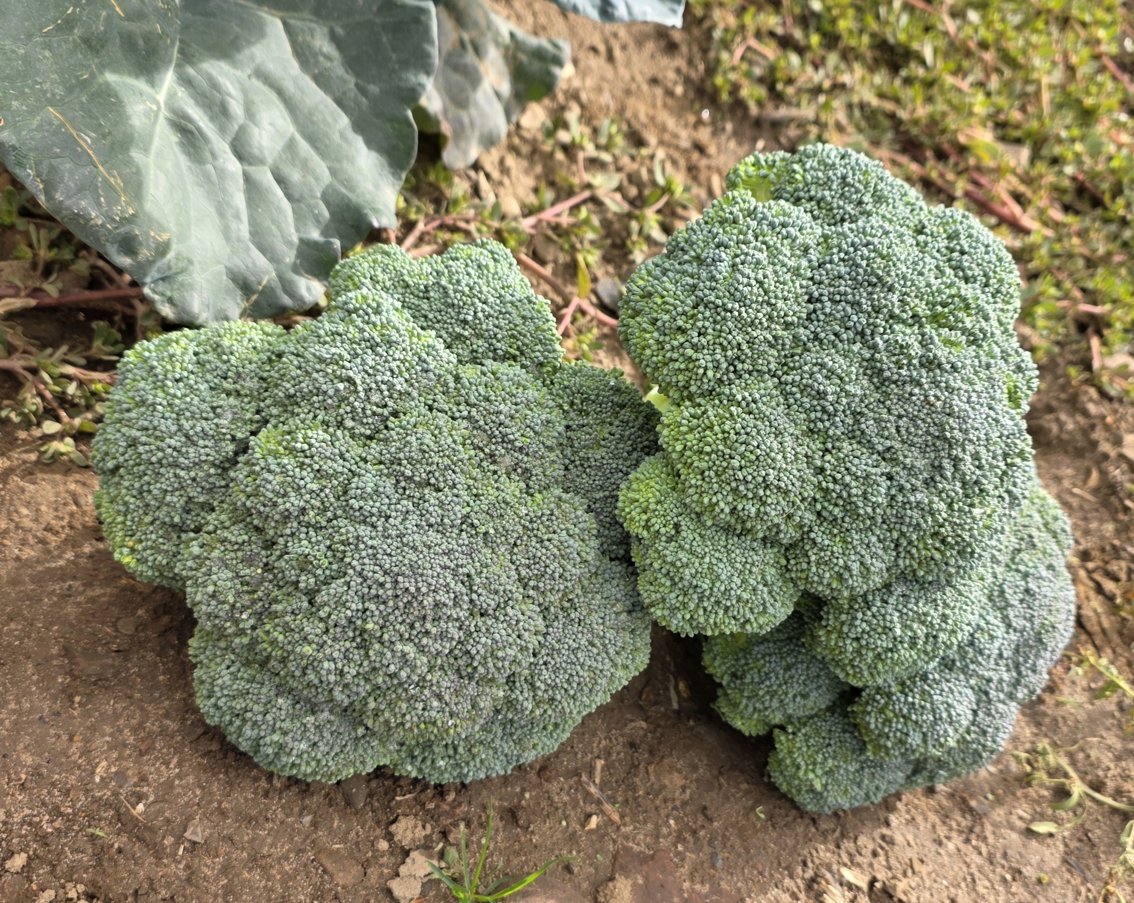 Northstar Broccoli (Treated Seed)