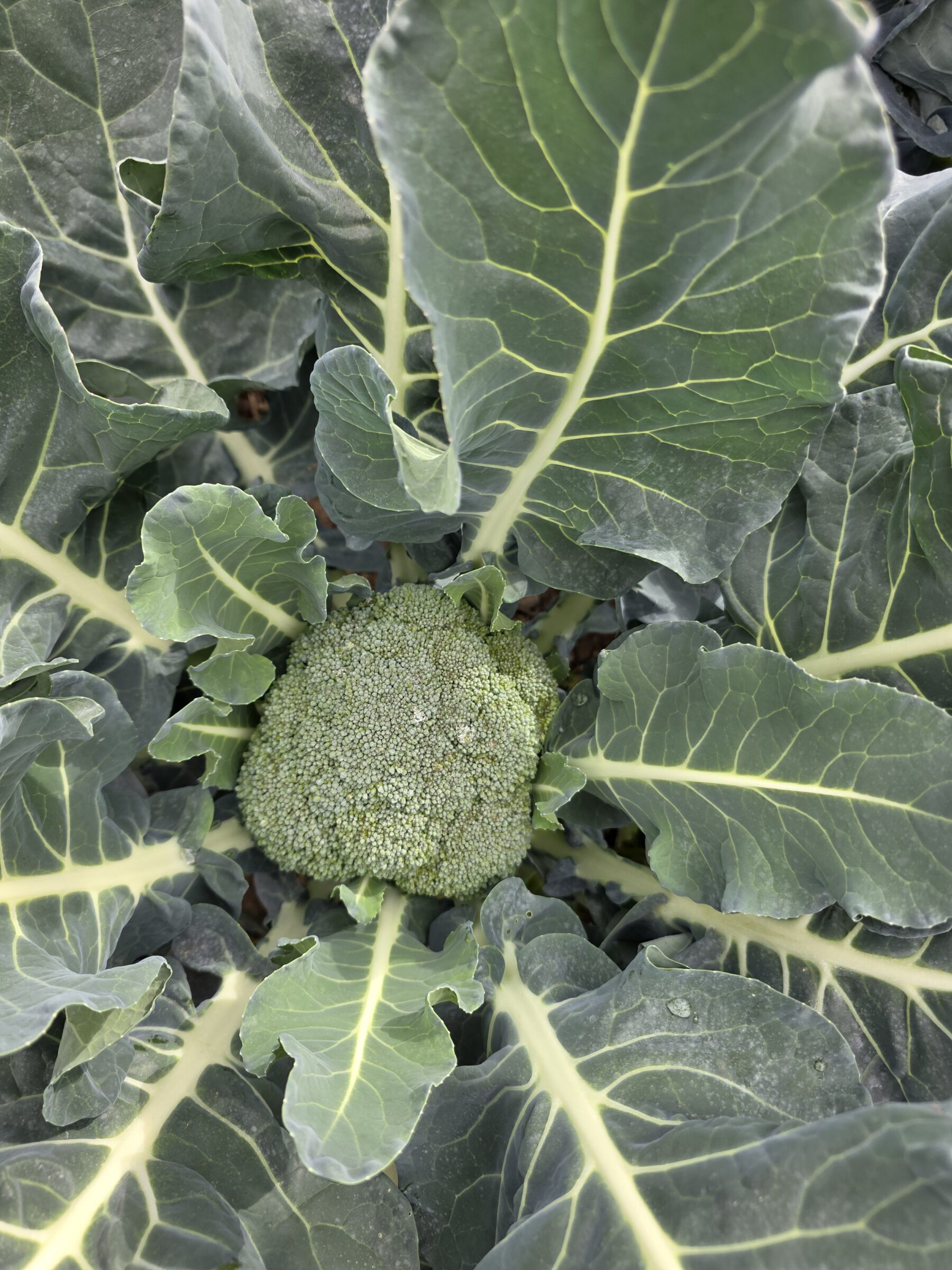 Northstar Broccoli (Treated Seed) - Image 2