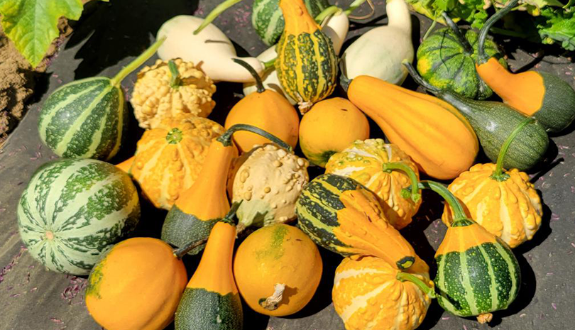 Rupp Select Warted Gourd Mix (Farmore)