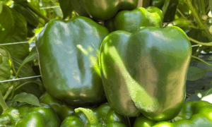 Wayfinder Pepper (Not Treated)