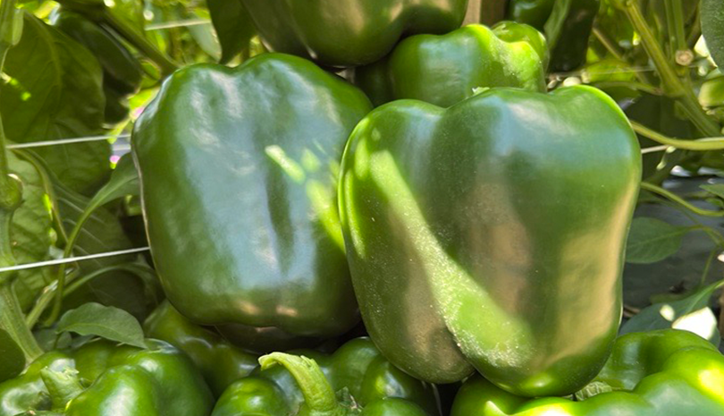 Wayfinder Pepper (Not Treated)