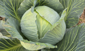 Axioma RZ Cabbage (Treated Seed)