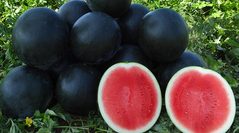 Bahama Watermelon (Not Treated)