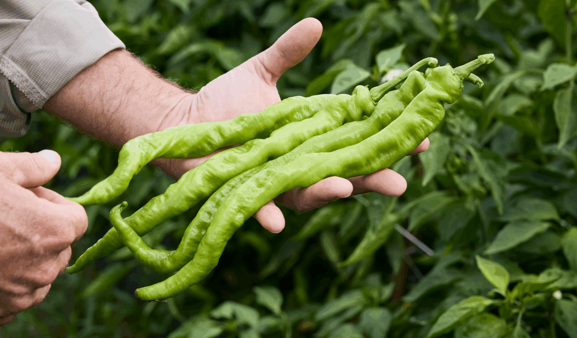 Bolon Pepper (Treated Seed)