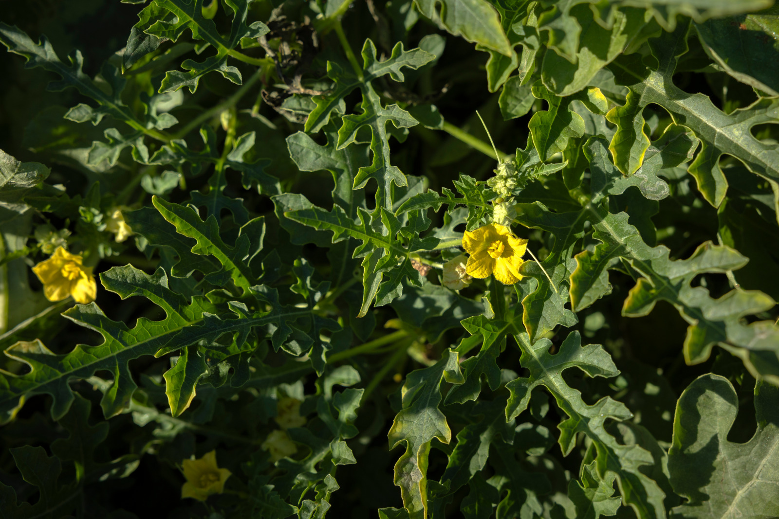 Chaperone Pollinator (Treated Seed)