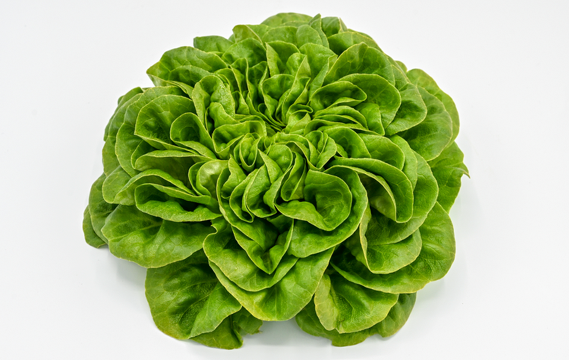 Canagio Lettuce (Primed/Pelleted)