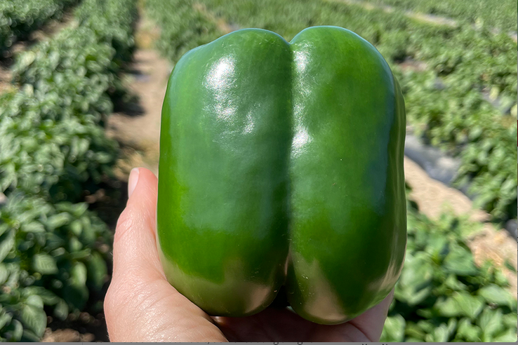 Chinook Pepper (Not Treated)