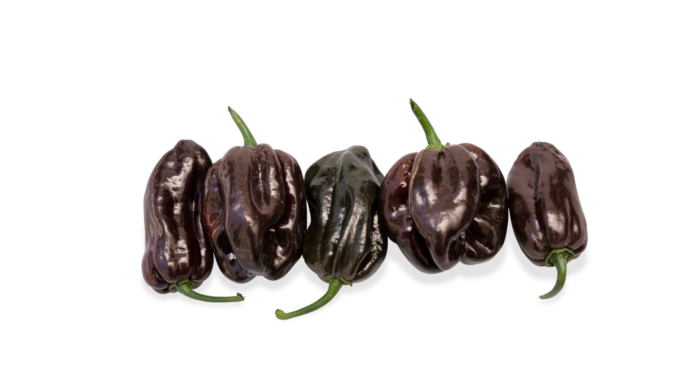 Chitam Pepper (Treated Seed)