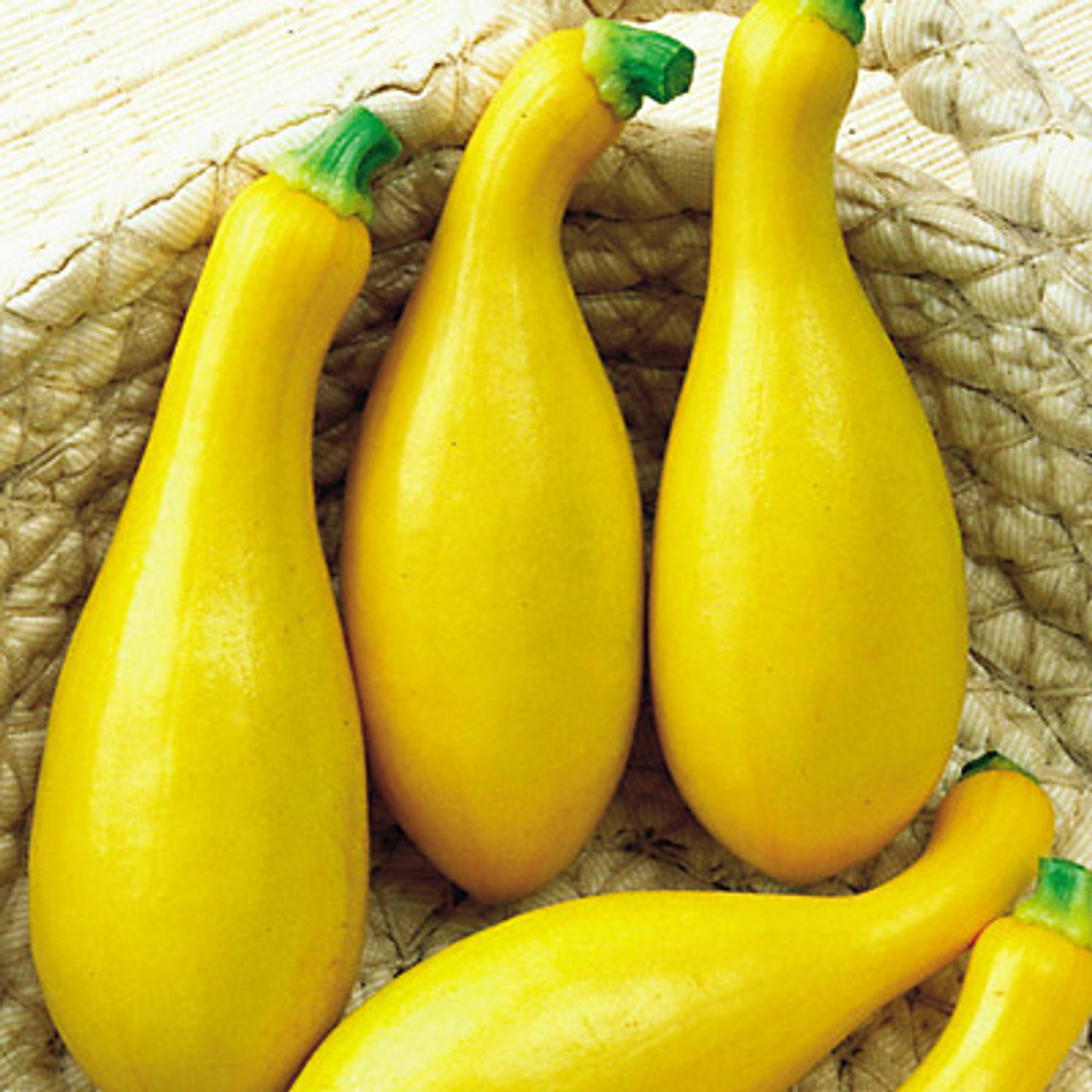 Dixie Crookneck Squash (Treated Seed)
