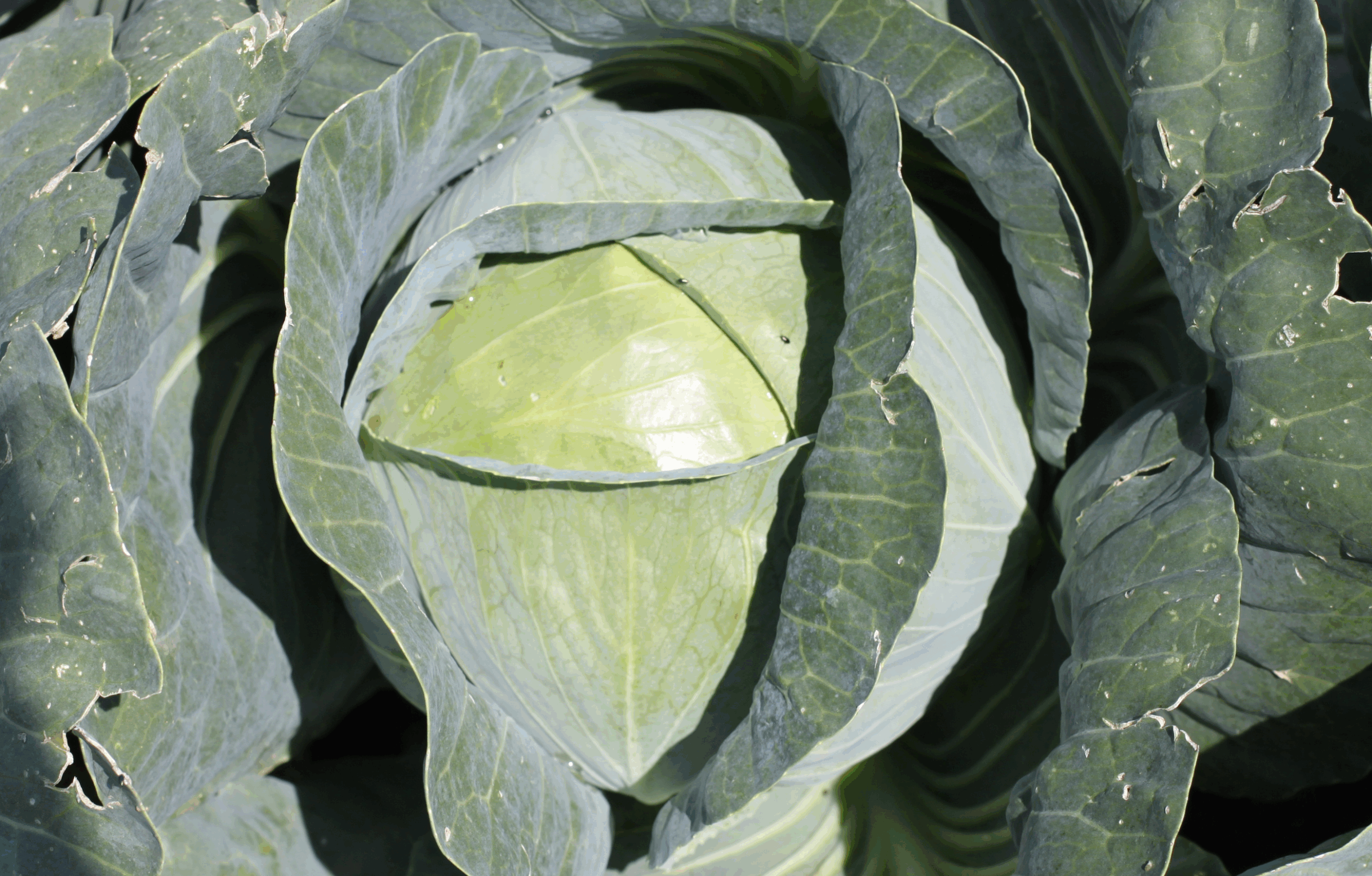 Grand Vantage Cabbage (Treated Seed)