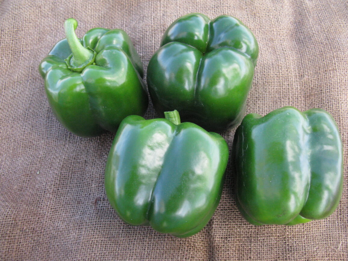 Hammerhead Pepper (Not Treated)