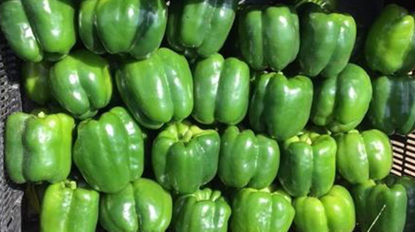 High Roller S10® Pepper (Treated Seed)
