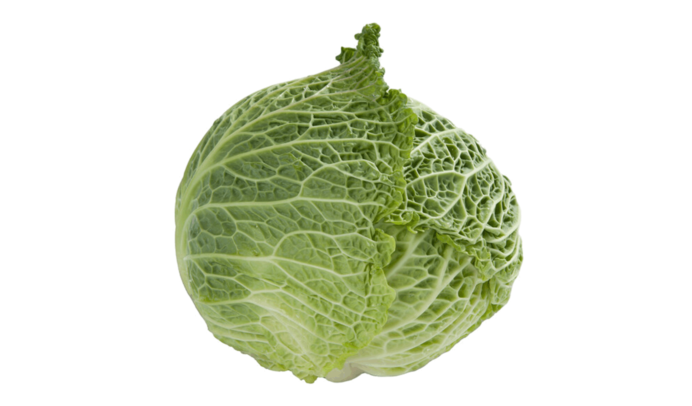 Madlene RZ Cabbage (Treated Seed)