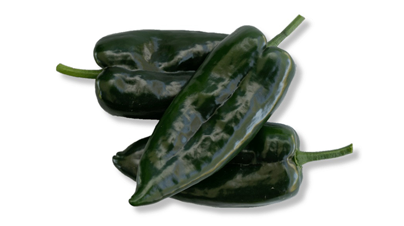 Mascota Pepper (Treated Seed)